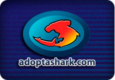 header-adoptashark