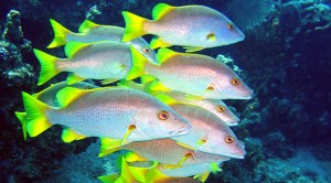 Mmm... Fresh Fish! (Photo Courtesy of Hopkins Belize Resort)