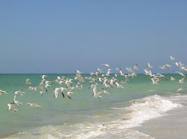 Terns at the shore