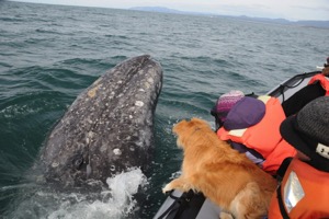 Depoe Bay Beach Rentals Whale Watching