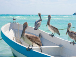 Pelicans on the boat