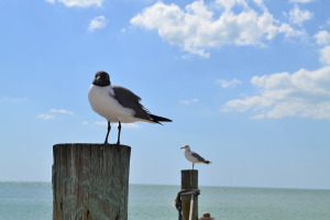Seagulls at Redington beach