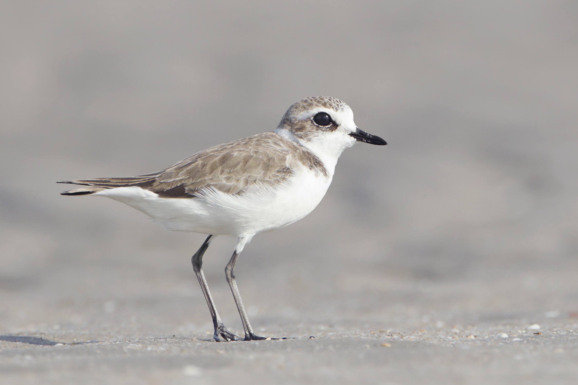 birds on Corpus Christi Beach Texas