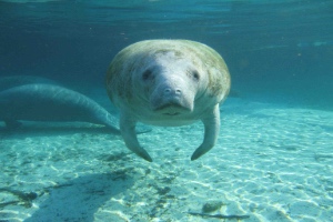 swim with manatees in Florida