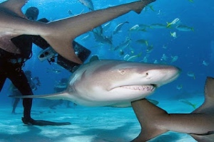 dive with sharks in the Bahamas