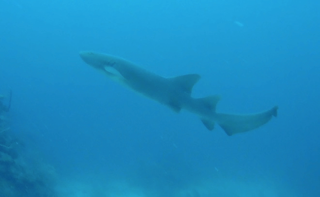 nurse shark