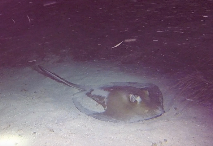 Church Tackle Stingray Dive Chart