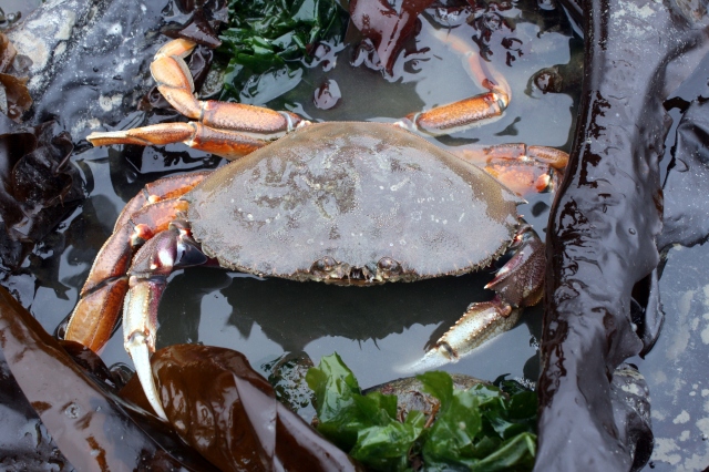 Guest Blog – Pass-Crabbing in Florida