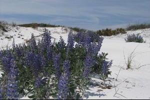  blue lupine flowers at blue mountain beach